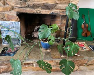Huge Monstera plant still looking for a good home