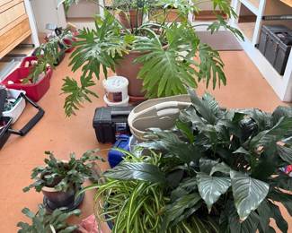 Live plants including Christmas cactus and philodendron