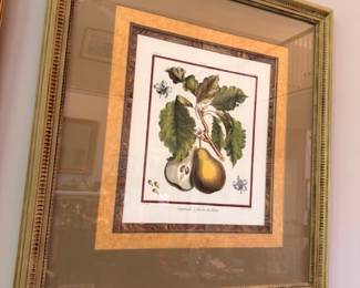 Framed botanical pear print, ornate gold frame, kitchen wall art decor