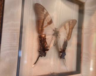 Framed mounted butterfly specimen, preserved real butterfly shadow box, entomology display