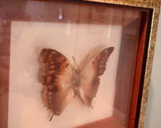 Framed brown butterfly specimen, mounted preserved butterfly, wood frame entomology collectible