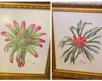 Makena Barretto, Brazilian artist-print of Bromeliads. 