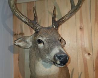 This image shows a vintage whitetail buck deer head shoulder mount with prominent antlers, typically used for wildlife decor in homes or cabins. These collectibles are popular items for display, with value often dependent on the size of the antlers, the quality of the taxidermy, and any specific history.