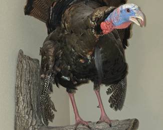 This item is a full mount taxidermy turkey displayed on a simulated tree branch. Type: Full body turkey mount. Style: Gobbling and strutting pose. Material: Taxidermied turkey, faux wood display. Purpose: Decorative wall hanging or collectible item.