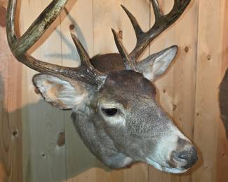 This item is a whitetail deer shoulder taxidermy mount, typically displayed as home decor.