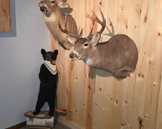This image features a collection of taxidermy items, including two White-tailed deer shoulder mounts and a mounted black bear cub. The deer mounts display realistic features such as detailed antlers and fur. The black bear cub is mounted in a standing position, often used for rustic home decor. The items are displayed against a wooden paneled wall, which is a common rustic decorating style.