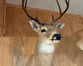 Taxidermy deer mount