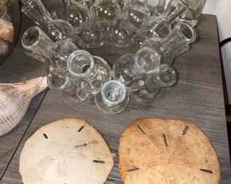 Sand Dollars