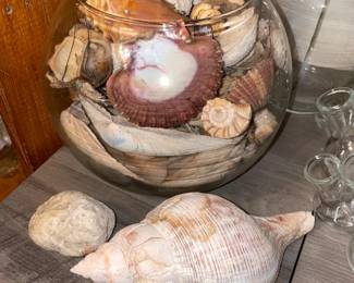 Seashell Collection