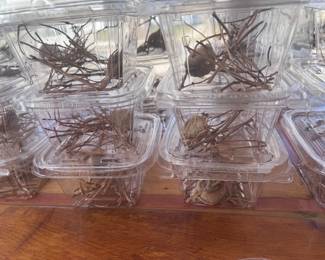 Praying Mantis Ootheca egg cases from Green Eye's garden available for purchase, limited quantity!