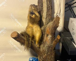 . . . squirrel taxidermy