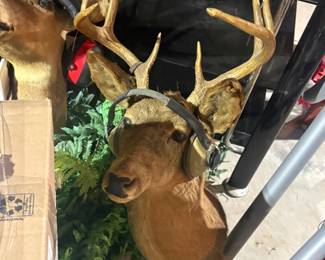 . . . white tail buck