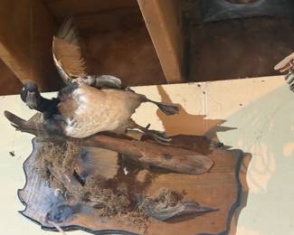 . . . duck taxidermy