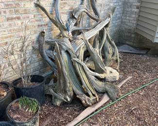 . . . great driftwood