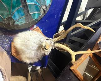 . . . jackalope!