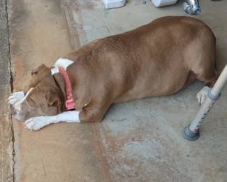 Precious waiting for all here petting & Love 