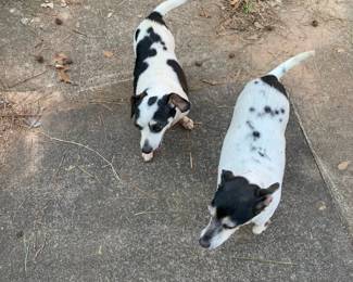 Ruby & Joe ( dogs need another loving home)