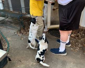 Meet Ruby & Joe Jack Russell Terrier mix. Kenny adopted Ruby first & adopted Joe shortly after as a companion to Ruby. Ruby loved car rides with her Faddy. Both dogs are extremely sweet and they need a loving home for the remainder of their life. We PRAY God will lead the right person to adopt these special dogs. Serious inquiries only text or call me Kelly at 706-741-0530