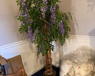 Wisteria tree