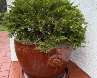 SO MANY FAB POTTED PLANTS & POTTERY