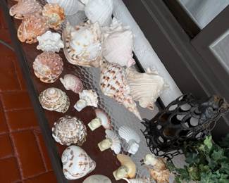 SO MANY SHELL PIECES