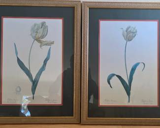 Tulipa Gesner by Jacopo Ligozzi