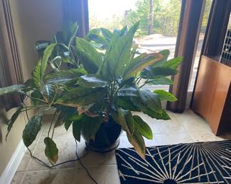 Please give me a good home!