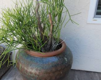 Very large planter and plant