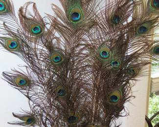 Peacock feathers.