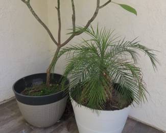 Large potted Plumeria and palm.