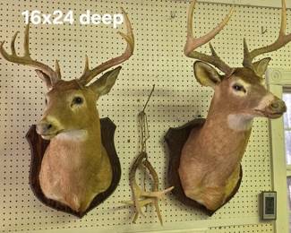 Deer taxidermy