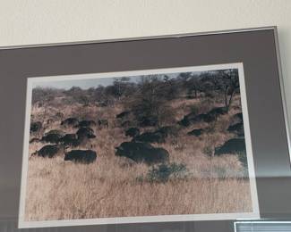 Framed Photograph of African Buffalo Herd by Robert Caputo