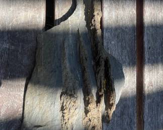 Fossilized Wood Fragment