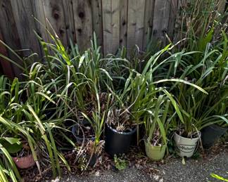 Assorted Potted Liriope and Orchids