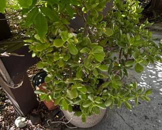 Jade Plant Crassula ovata