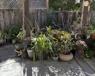 Assorted Potted Plants and Garden Decor