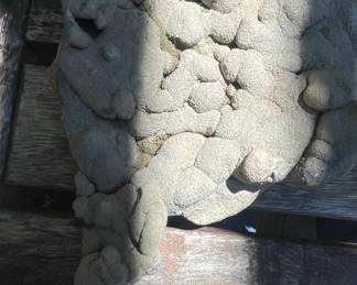Concretion Specimen