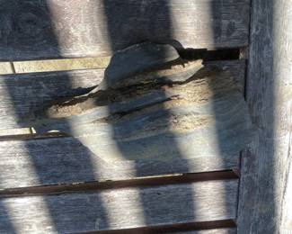 Fossilized Wood Fragment