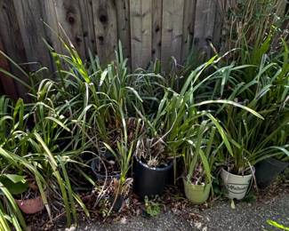Assorted Potted Liriope and Orchids