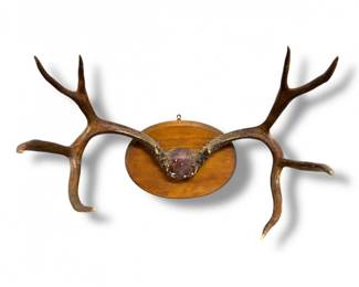 14 MountedDeerAntlersOnWoodPlaque