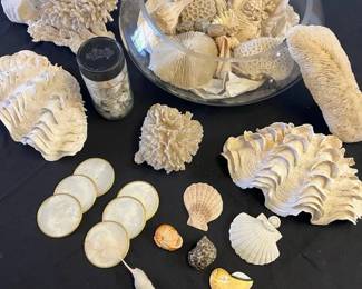Coral Seashell Collection