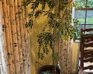 Ficus Plant in Metal Pot