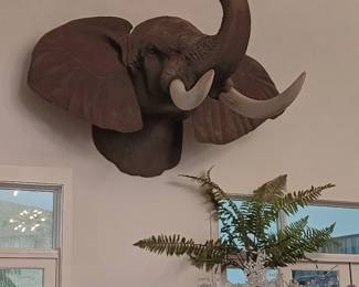 African Elephant trunk up reproduction mount