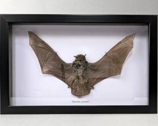 Pipistrellus Javanicus Bat Display, 10.5" x 6.75"