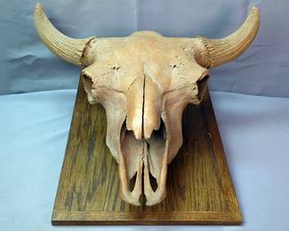 Mounted Replica Bison Skull, Wood Base Is 24" x 16.5"