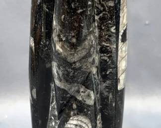 Orthoceras Rocket Fossil, 7.25" Tall