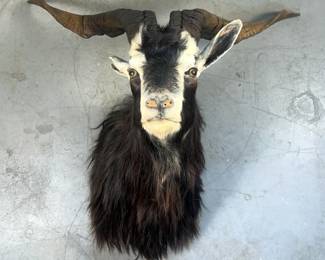 Black Catalina Goat Taxidermy Shoulder Mount 