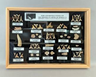 Morocco Phosphate Mines Fish And Reptile Fossils, In Wood And Glass Display Box