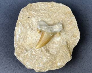 Otodus Shark Tooth On Rock, 3.25" x 3"