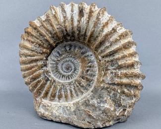 White Ammonite Fossil, Cretaceous Age, c. 90 Million Years Old, Found In Agadir, Morocco, 5" Tall x 5.5" Wide 